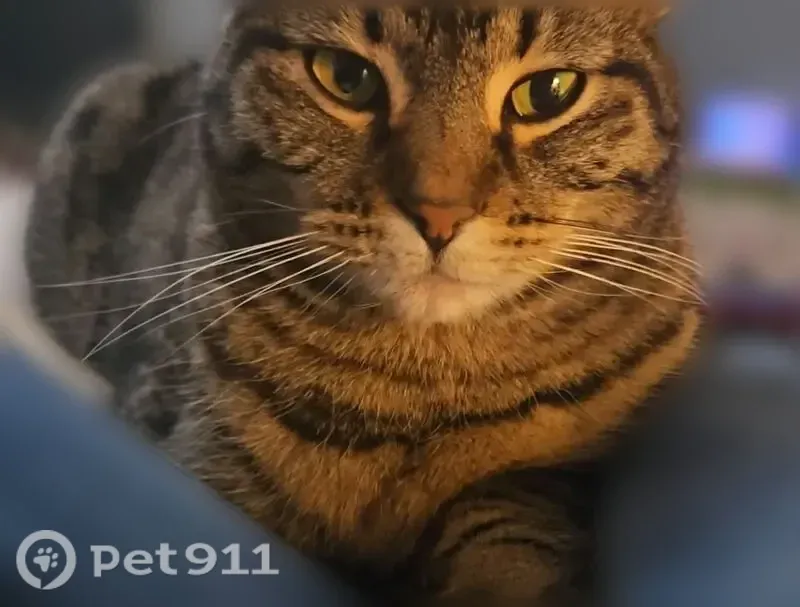 Lost cat, West Hawthorne Drive, Pacific — light brown with black markings, skittish around people - photo