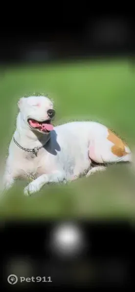 Lost dog, County Road 2108, 271, Clarksville - female, white with brown patches - photo