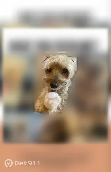 Lost dog, Aurora Drive, Edmond — 10 years old, gray when shaven - photo