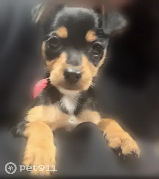 Lost dog, West 61st Place, 7417, Summit — small male puppy - photo