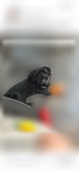 Lost dog, Boxford Street, 30, Lawrence — super friendly - photo