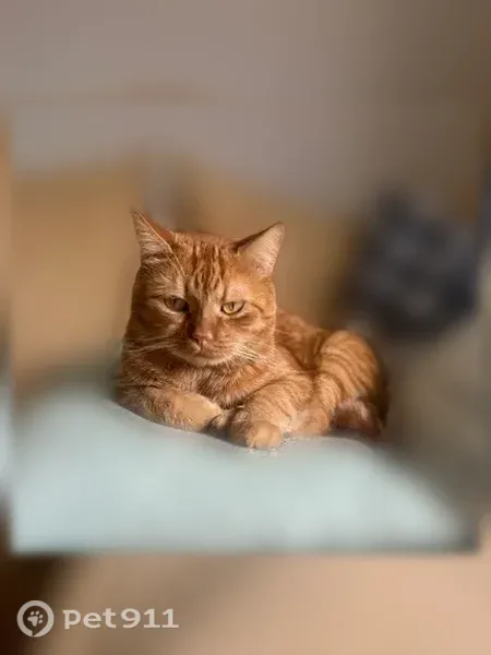Lost cat, North Andover, Massachusetts, Lawrence — orange tabby, indoor cat - photo