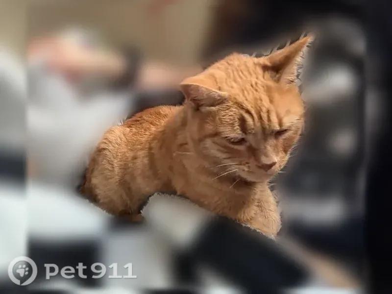 Lost cat, Alfred Avenue, 428, Glassboro — male orange tabby, almost 17 - photo