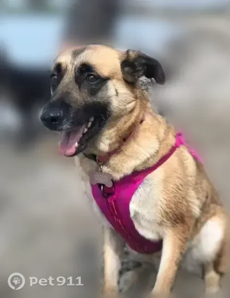 Lost dog, 2nd Street, 402, Beverly - female, tan with a black face - photo