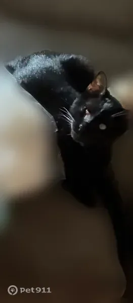 Lost cat, West Macarthur Road, 2101, Wichita, Oklahoma City - male, all black, blind - photo
