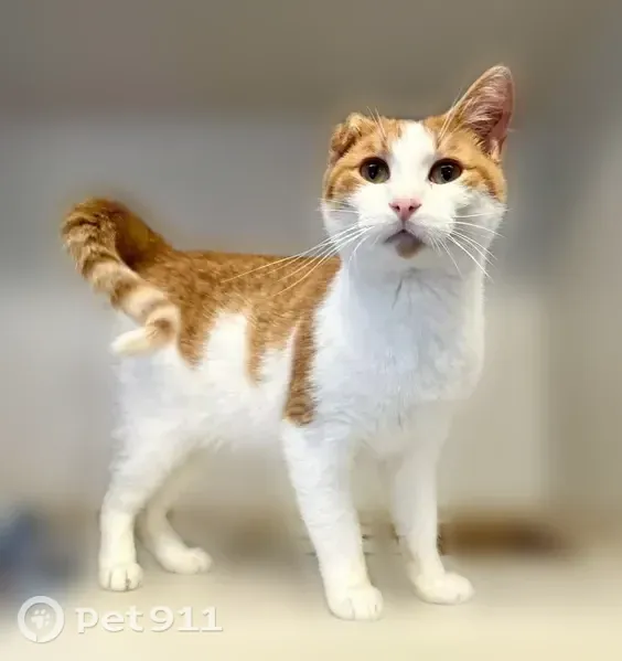 Lost cat, North 9th Street, 400, Indianola - very friendly, missing ear - photo