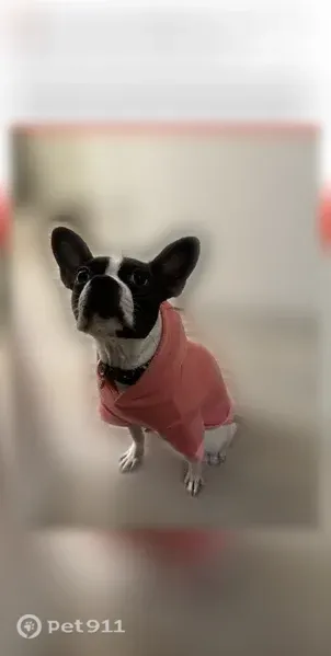 Lost dog, female, Melvin Drive, 4943, San Antonio - orange and blue collar - photo