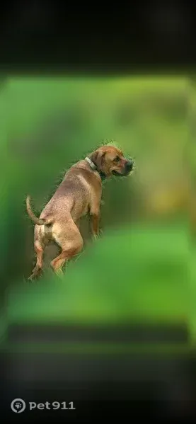 Lost dog, Clover Meadows Lane, 8, Corbin - photo