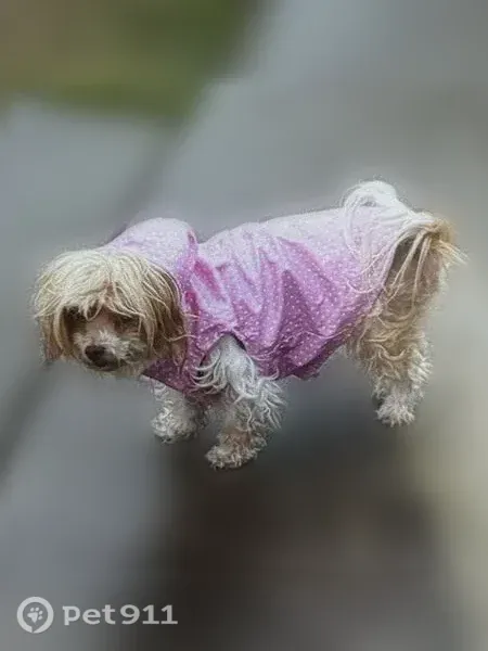 Lost dog, North Whitewater Club Drive, 2546, Palm Springs - small blond, 15 years old - photo