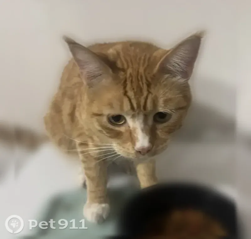 Missing cat Male, Grants Pass (usl544752) - photo
