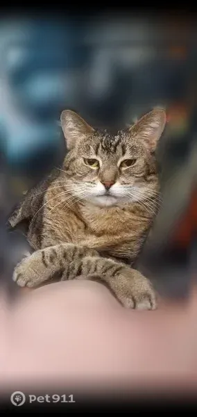 Lost cat, Southeastway Park, Indianapolis - small round brown and black tabby - photo