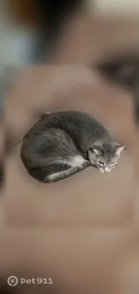 Lost cat, Southeastway Park, Indianapolis — shy neutered grey/silver tabby - photo