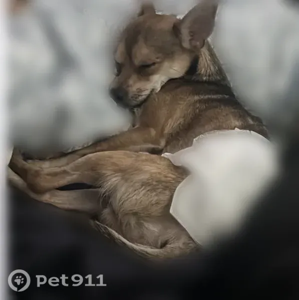 Found dog, South Halldale Avenue, 2717, Los Angeles - male chihuahua in a black vest - photo