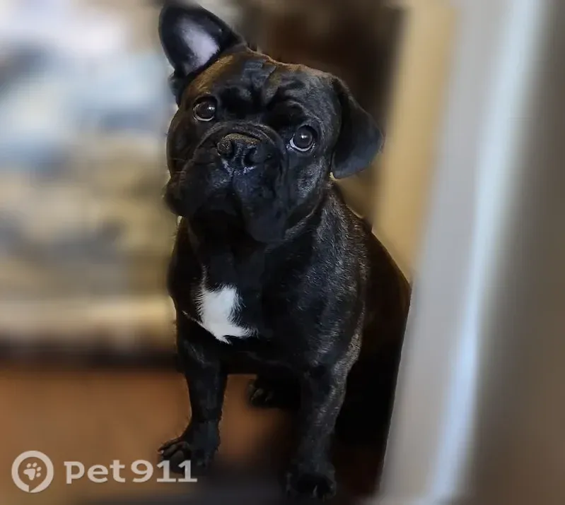 Lost dog, South 48th Street, 3309, Lincoln - male, black/brown brindle with a white chest - photo