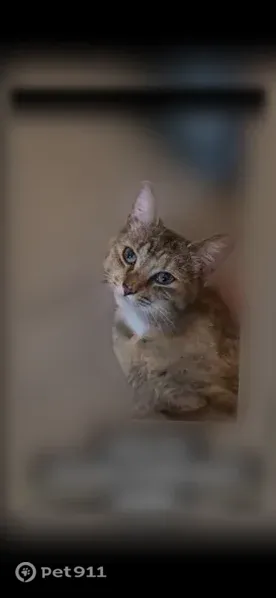 Lost cat, Courtland Drive, 2144, Burlington - female - photo