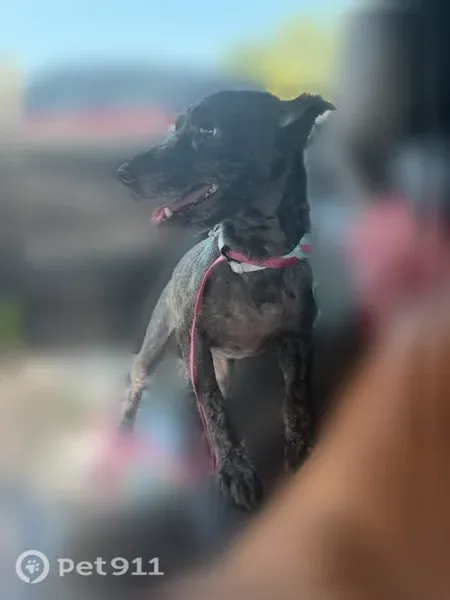 Lost dog, East 93rd Street South, 9108, Tulsa - black mini schnauzer - photo