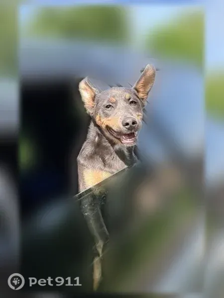 Lost dog, Public Square, 23, Mount Vernon - female, blue diamond doberman Shepard - photo