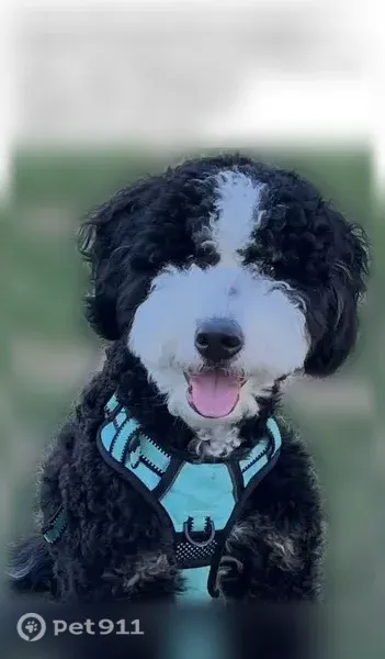 Lost dog, Waverly, Wilkes-Barre - male - photo