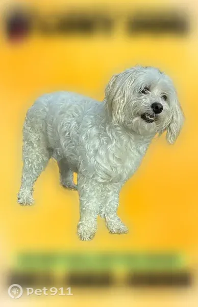 Lost dog, Townsend Terrace, 91, Morris Cove, New Haven — female, white, very sweet and friendly - photo