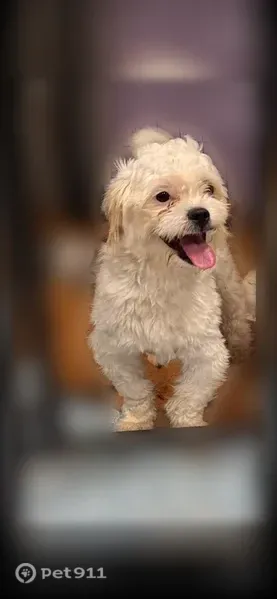 Lost dog, Newton, Iowa - very shy, white peek-a-poo - photo