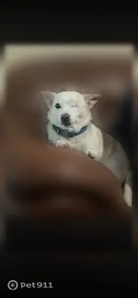 Lost dog, Clydedale Drive, 3146, Dallas — senior male, microchipped - photo