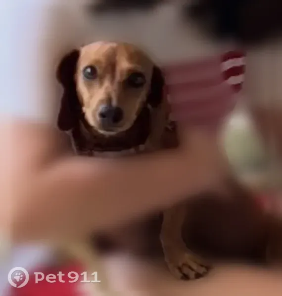 Lost dog, North 10th Street, 5115, McAllen — female dachshund with a pink collar - photo