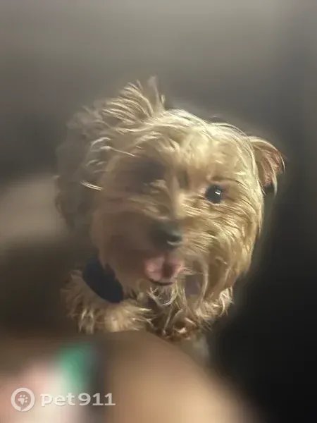 Lost dog, Bayview - stolen by a couple in a white van - photo
