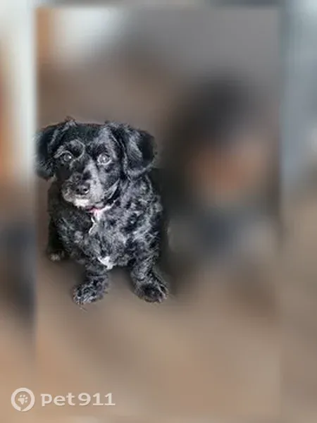 Lost dog, Wertsville Road, 123, Ringoes - intact male wire-haired dachshund - photo