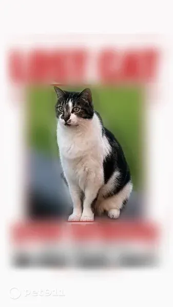 Lost cat, East 180 North, 672, Salem - male, short-haired, white with brown tabby patches - photo