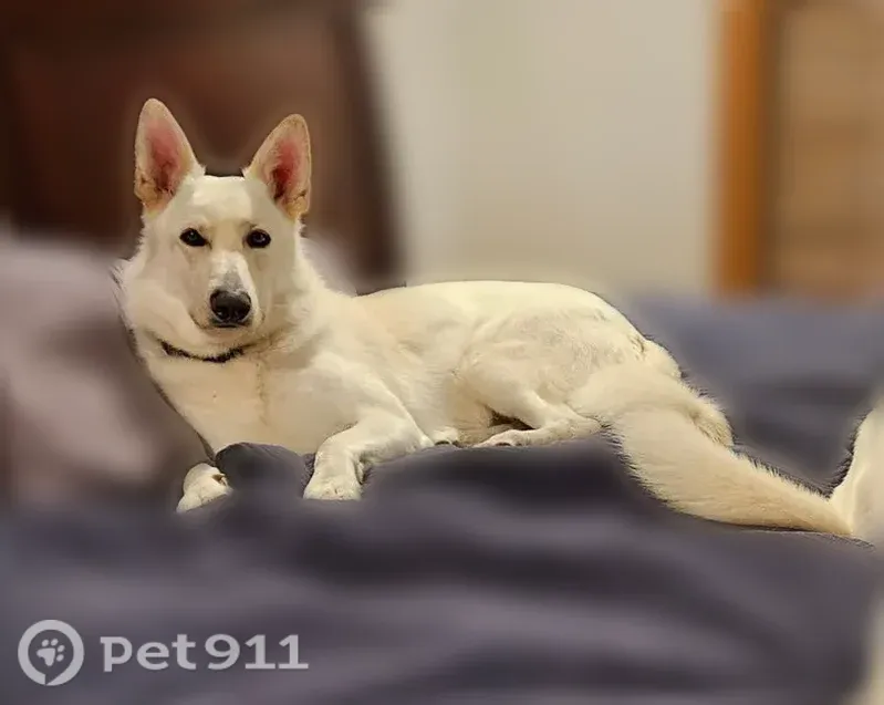 Lost dog, Blue Licks, Kentucky, Ewing - male, white GSD with orange collar - photo