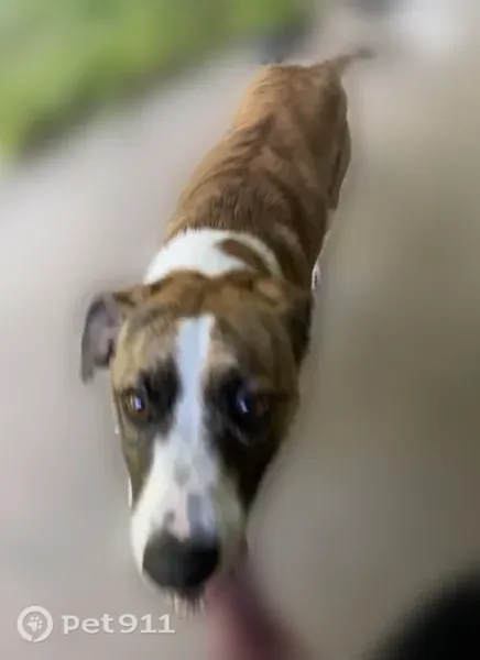 Lost dog, Friendship Rd., Oxford AL, Lincoln - female greyhound mix - photo