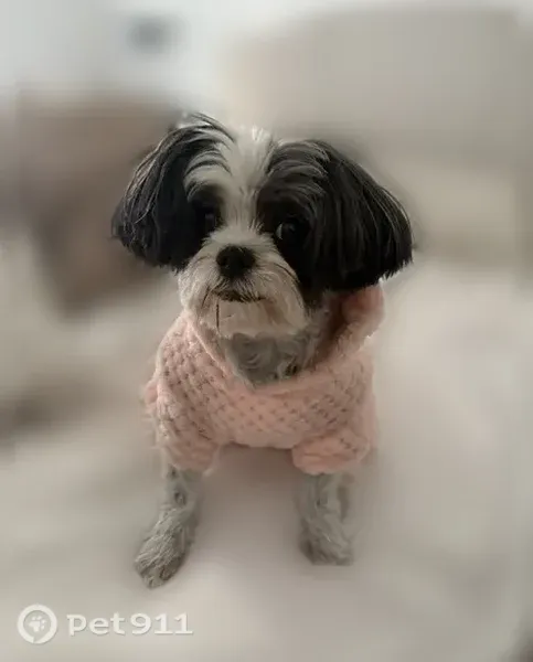 Lost dog, North Main Street, 69, Clearfield — female, 9 lbs - photo