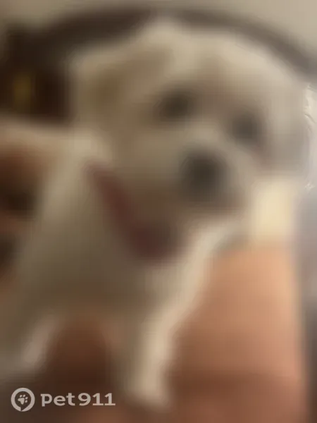 Lost dog, Shakerwood Road, 19400, Warrensville Heights, Chicago - female, white multipoo, 11.5 years old - photo