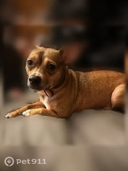 Lost dog, Cottonwood Road, Suffolk - male, brown and white chihuahua mix with orange collar - photo