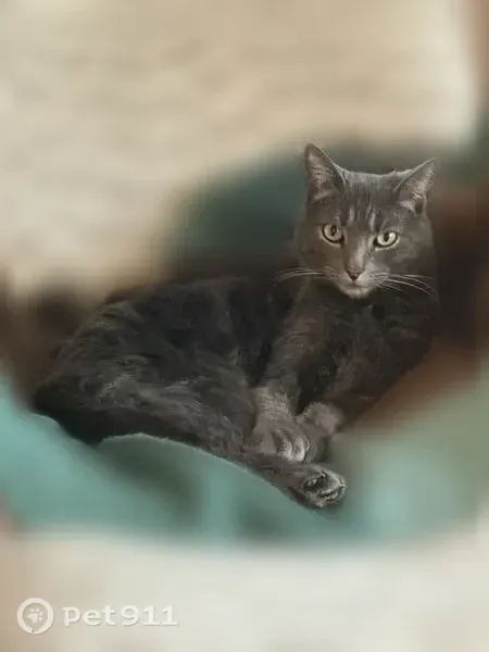 Lost cat, Slater Avenue, 140, Providence — male, polydactyl with oversized paws - photo