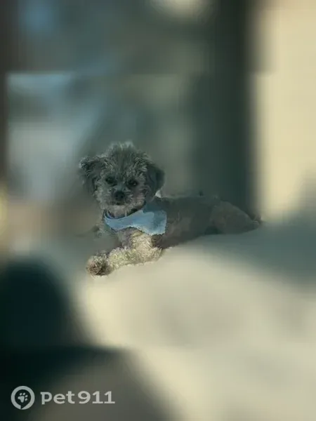 Lost dog, West 20 Road, 1504, Omaha - female teacup poodle - photo