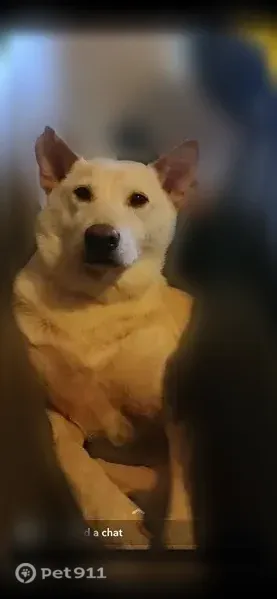 Lost dog, Northwest 3rd Street, 719, Fruitland — male, small chunk missing in one ear - photo