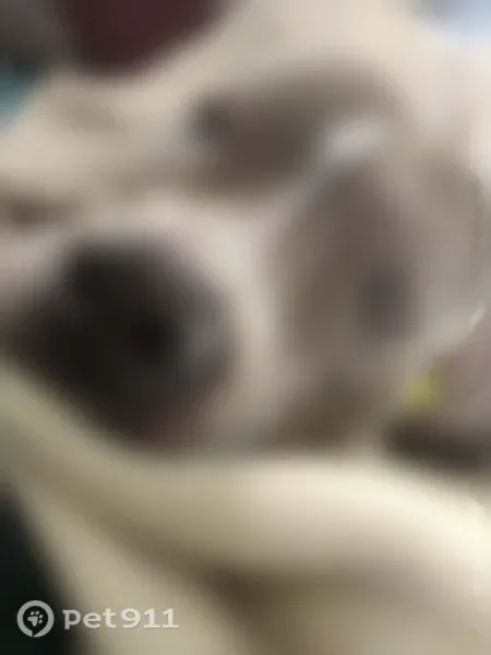 Lost dog, Cameron, Oklahoma, Kansas City — blue and white, anxious - photo