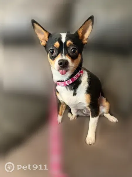 Lost dog, Kingston Bluff Drive, 124, Longs, North Myrtle Beach - female small chihuahua - photo
