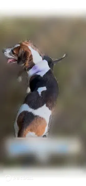 Lost dog, Harrisville Road, Worth Township, Grove City - timid, friendly female coyote hunting dog - photo