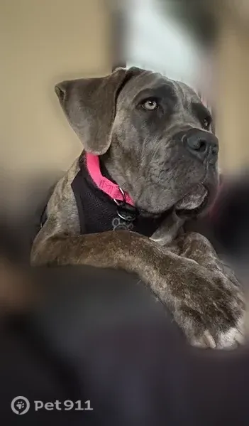 Lost dog, Holden Street, Attleboro, Avon — female, brindle, pink collar - photo