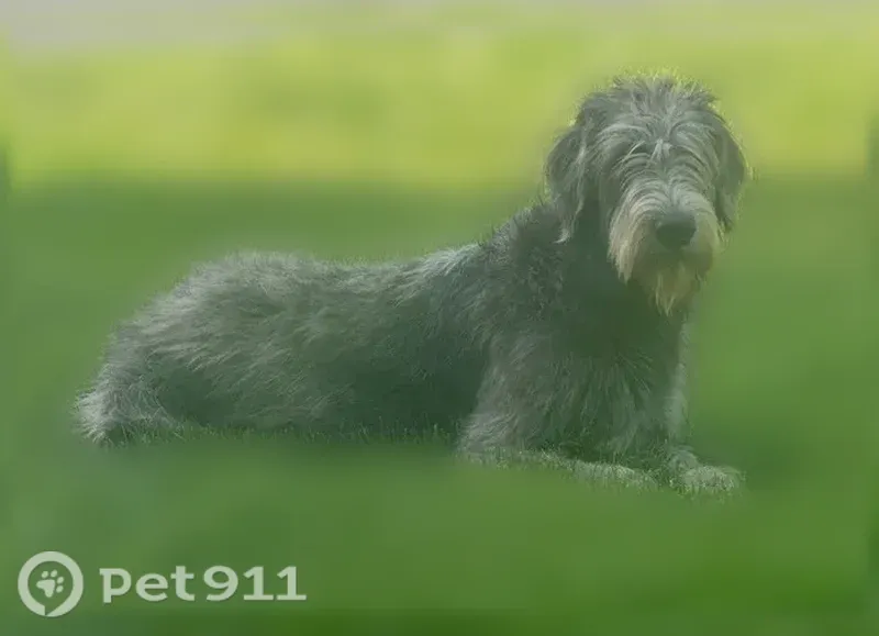 Lost dog, Sunset Lake Road, 52, Marksboro - female Irish wolfhound - photo