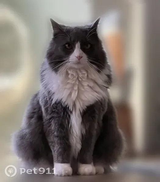 Lost cat, Old Chatham Road, 310, Dennis - gray and white long-haired female, 10 years old - photo