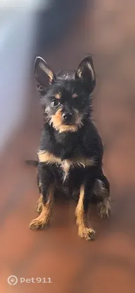 Lost dog, Braddock Street, 3320, Philadelphia - mostly black and brown, white spot on chest - photo