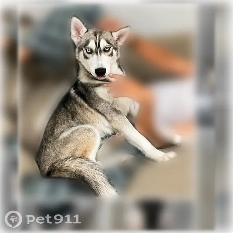 Lost dog, Offer Street, 585, San Antonio - grey, black and white, pink mole near the nose - photo