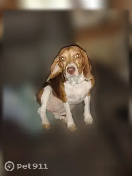 Lost dog, River Road, 600, Goodrich - female beagle with a spot on her right eye - photo