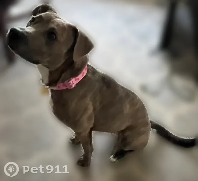 Lost dog, Crossing Way, 153, Bristol - female, pink collar - photo