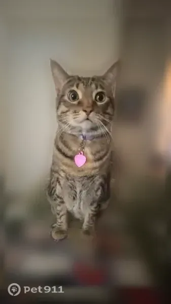 Lost cat, Park Hill Road, 460, Collierville - female, weak back legs - photo