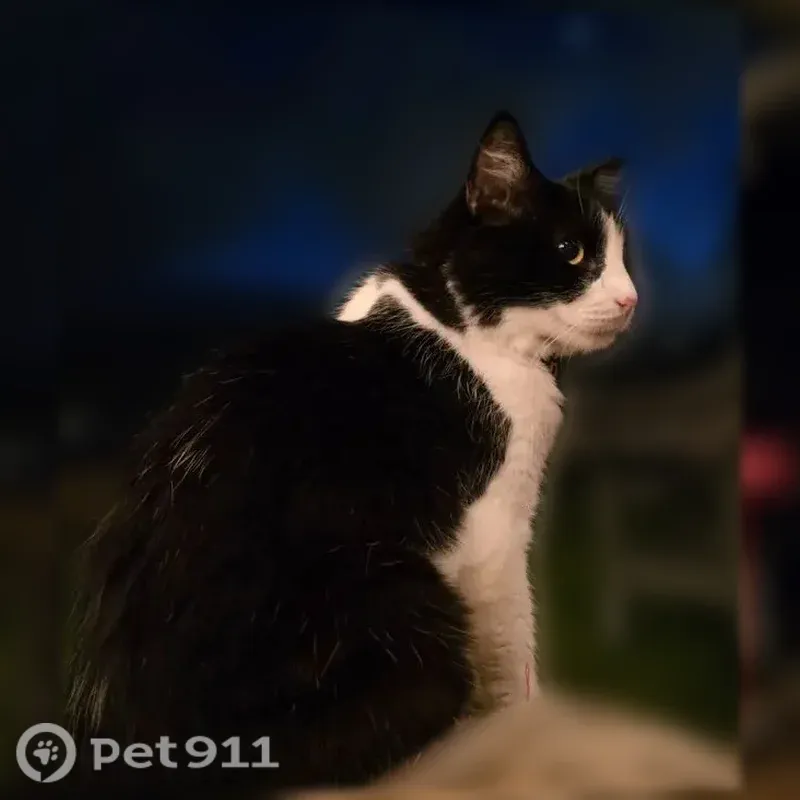 Lost cat, Nanialii Street, Kailua - female tuxedo cat - photo