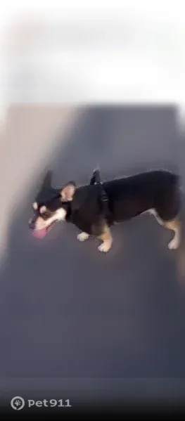 Lost dog, Little Osage Creek Trail, Bentonville — small, stout chiweenie - photo